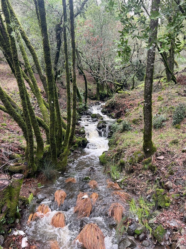 view of local wilderness