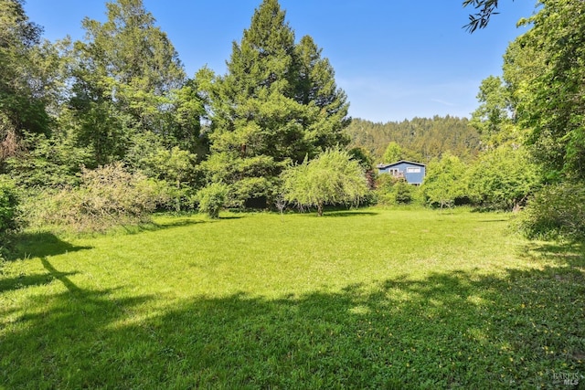 view of yard featuring a view of trees