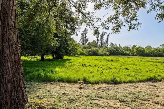 3314 Gravenstein Hwy S, Sebastopol, CA 95472 - view of woods