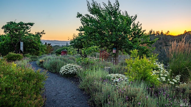 view of nature at dusk