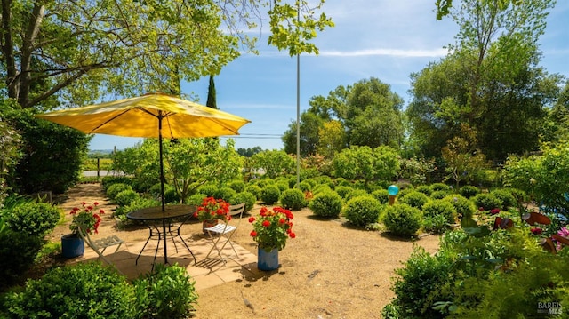 2267 Westside Rd, Healdsburg, CA 95448 - view of yard featuring a patio and view of wooded area