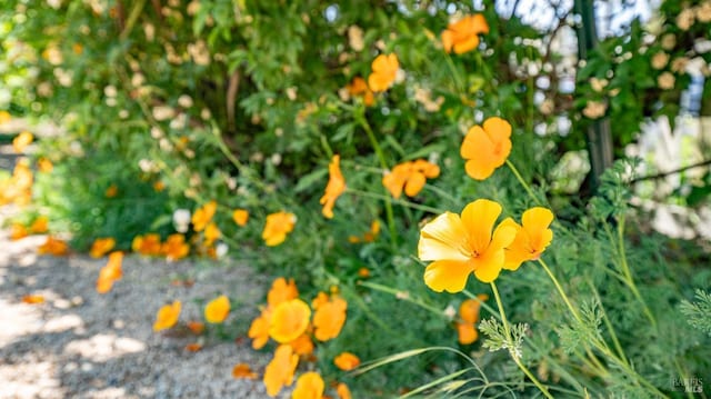643 3rd St, Napa, CA 94559 - view of details