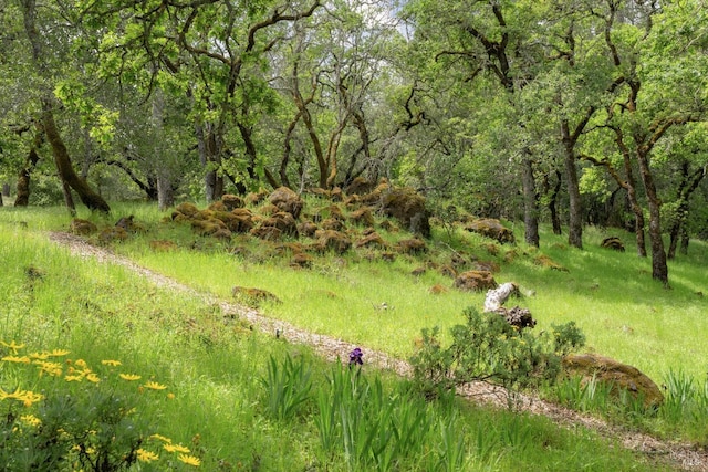 view of nature with a view of trees