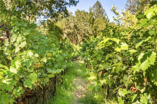 1450 Diamond Mountain Rd, Calistoga, CA 94515 - view of nature