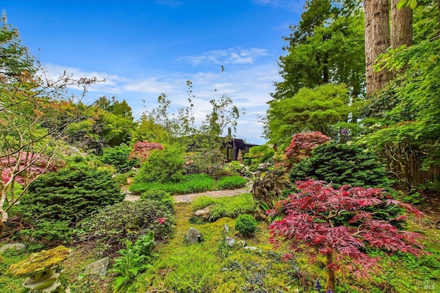 2300 S St, Eureka, CA 95501 - view of yard