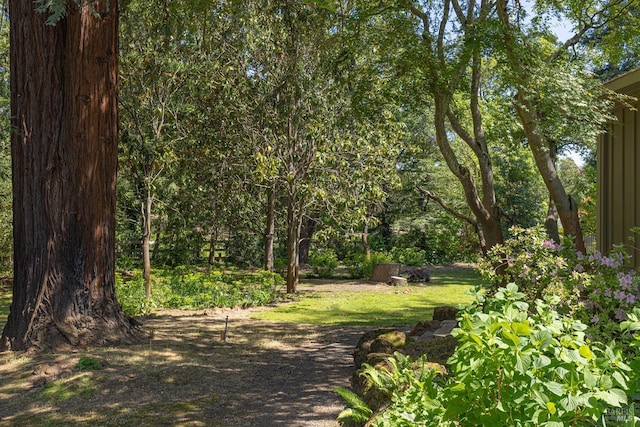 3180 Vichy Ave, Napa, CA 94558 - view of undeveloped land