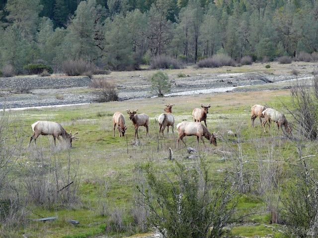 3320 Booth Way, Potter Valley, CA 95469 - view of yard with a rural view and a forest view