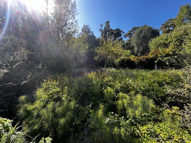 330 Aberdeen Way, Inverness, CA 94937 - view of tree filled area