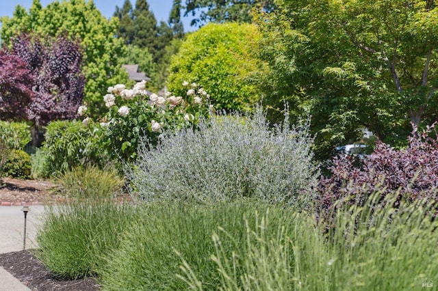 249 Los Palos St, Sonoma, CA 95476 - view of local wilderness