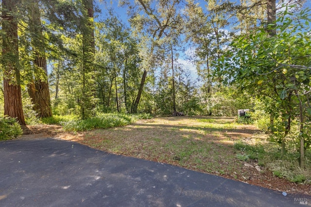 1019 Westside Rd, Healdsburg, CA 95448 - view of yard featuring a patio and a view of trees