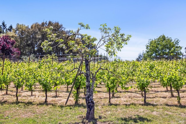 9724 Green Valley Rd, Sebastopol, CA 95472 - view of yard featuring fence and a view of rural / pastoral area