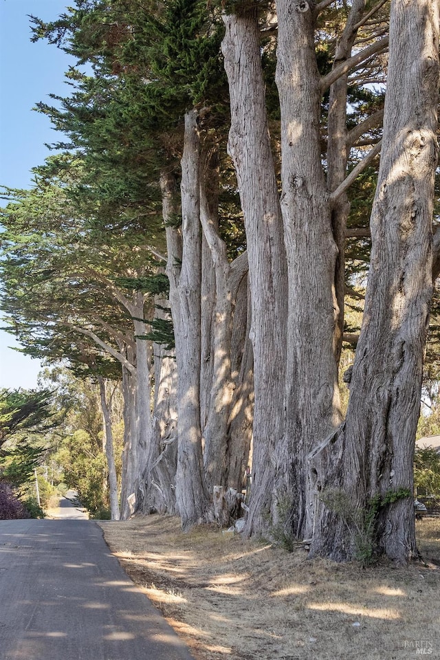 41 Cypress Rd, Point Reyes Station, CA 94956 - view of street