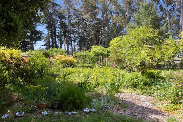 7 Linsdale Ln, Point Reyes Station, CA 94956 - view of yard
