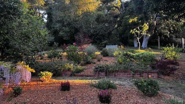 168 Vision Rd, Inverness, CA 94937 - view of yard