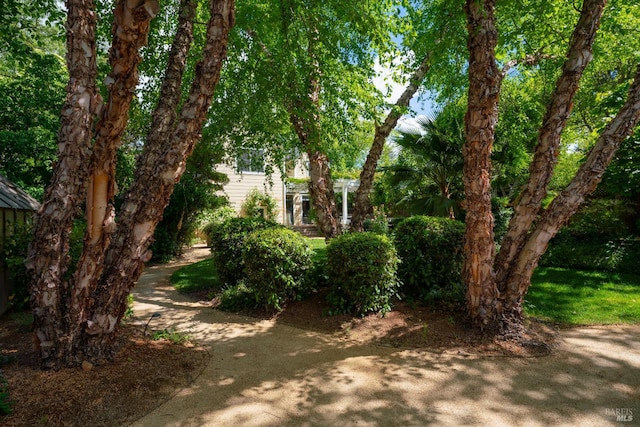 1330 Pine St, Saint Helena, CA 94574 - view of yard