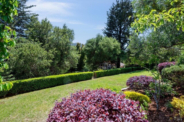 523 W Fairview Ave, Mill Valley, CA 94941 - view of green lawn