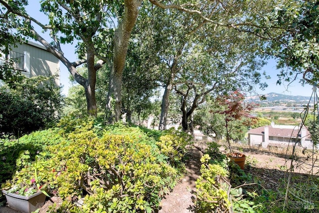 52 Margarita Ter, Novato, CA 94947 - view of yard