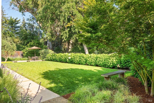 907 Serendipity Way, Napa, CA 94558 - view of yard