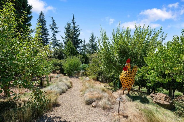 2557 Trinity Rd, Glen Ellen, CA 95442 - view of nature