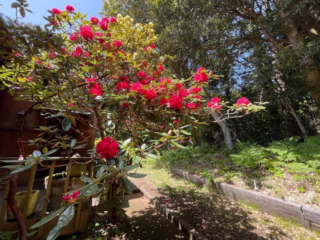 32691 Pearl Dr, Fort Bragg, CA 95437 - view of yard