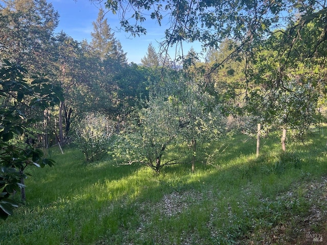 3100 Radical Ridge Rd, Redwood Valley, CA 95470 - view of woods