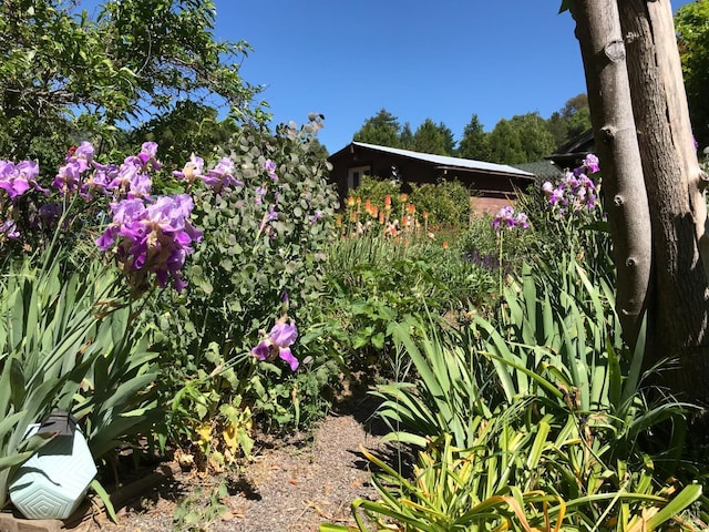 5820 Ruddock Rd N, Philo, CA 95466 - view of yard