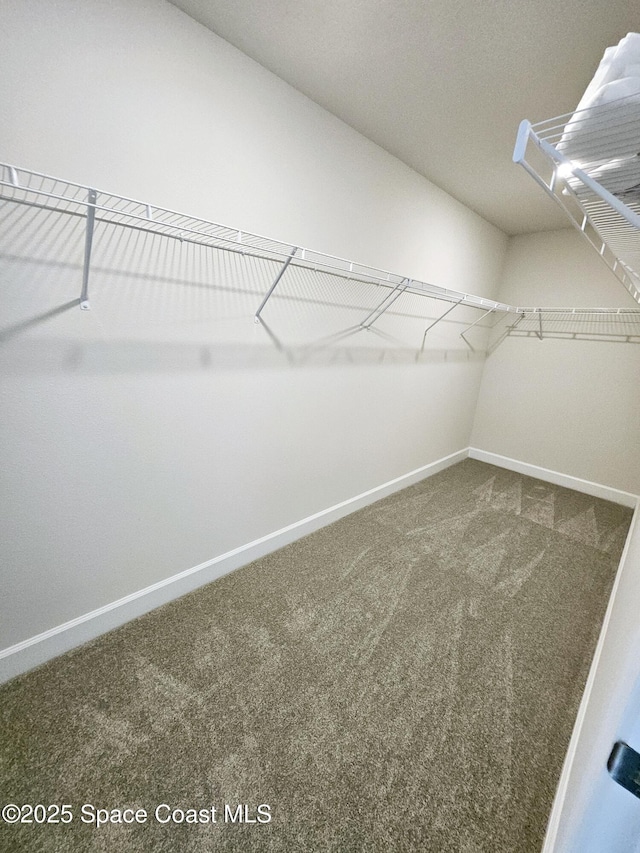 spacious closet featuring carpet floors