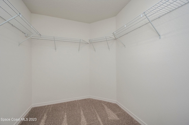 walk in closet with carpet floors