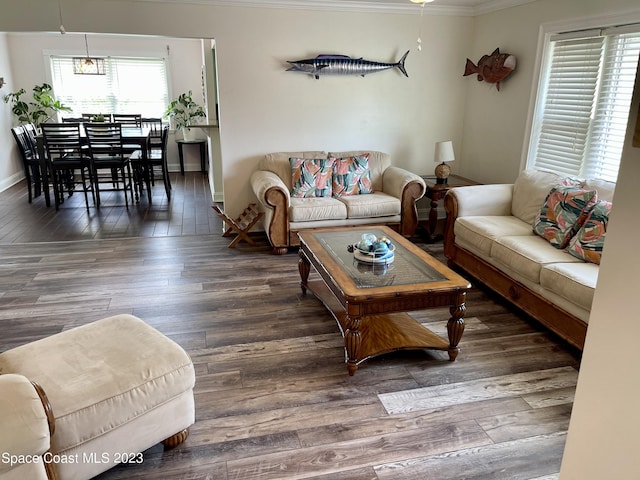 living room with an inviting chandelier, dark wood-type flooring, and ornamental molding