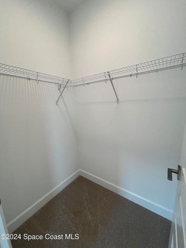 spacious closet featuring carpet