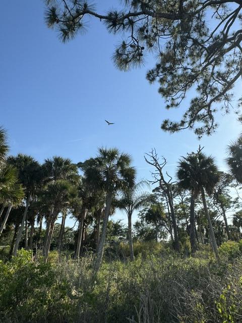 2918 Pineapple Ave N, Melbourne, FL 32935 - photo 32