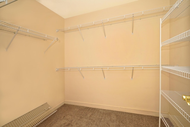 spacious closet featuring carpet floors