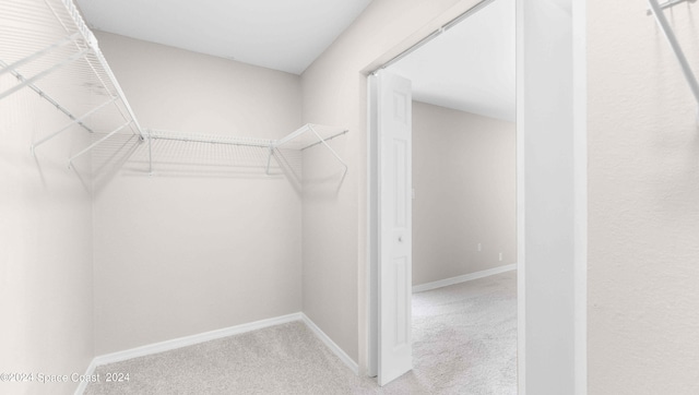 spacious closet featuring carpet