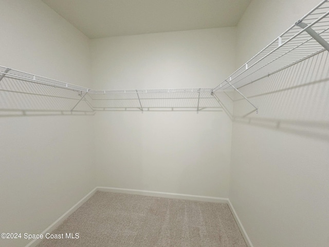 spacious closet featuring carpet floors