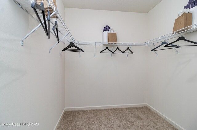 walk in closet with carpet flooring