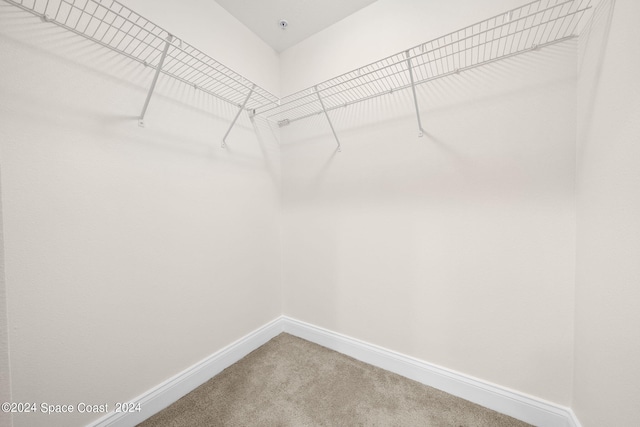 walk in closet with carpet flooring