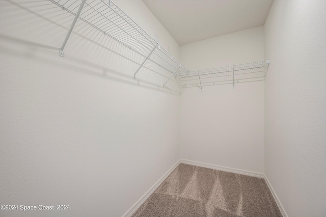 spacious closet featuring carpet flooring