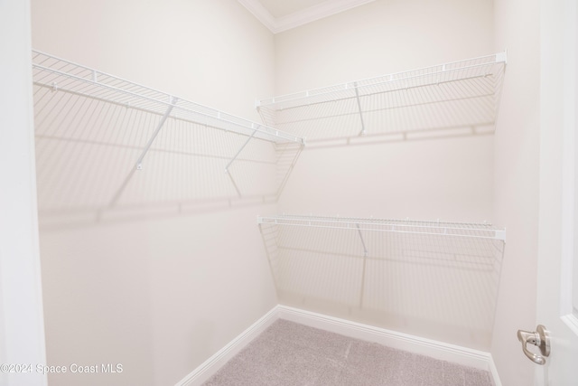 spacious closet featuring carpet floors