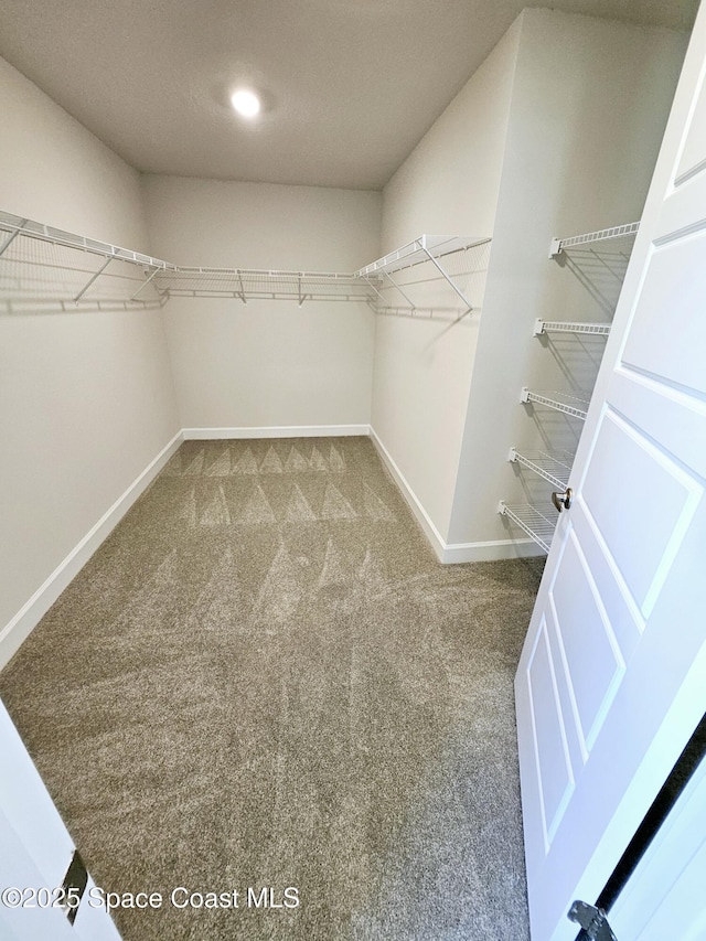 spacious closet featuring carpet