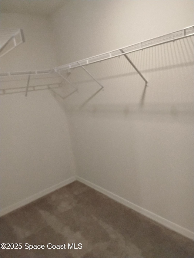 walk in closet with carpet flooring