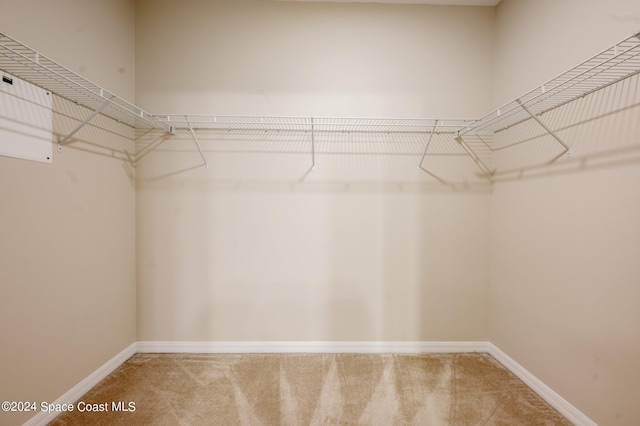 spacious closet featuring carpet