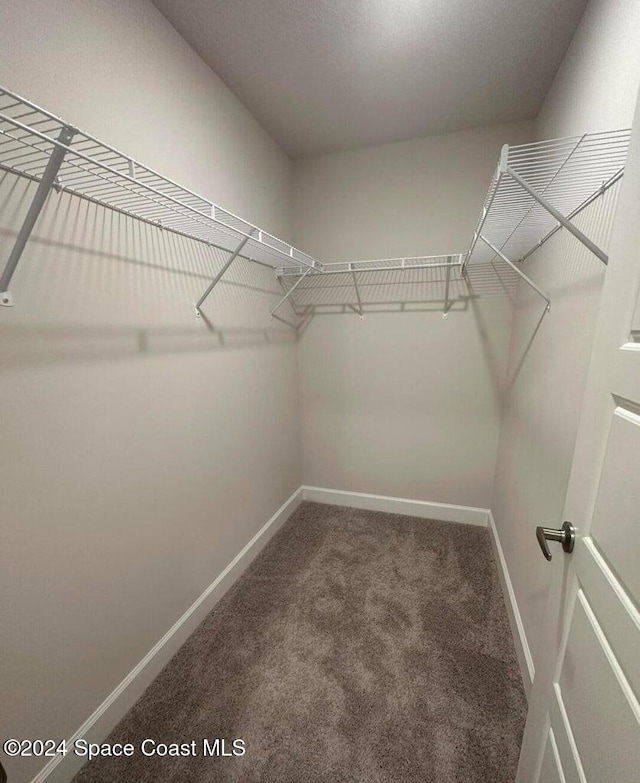 spacious closet featuring carpet