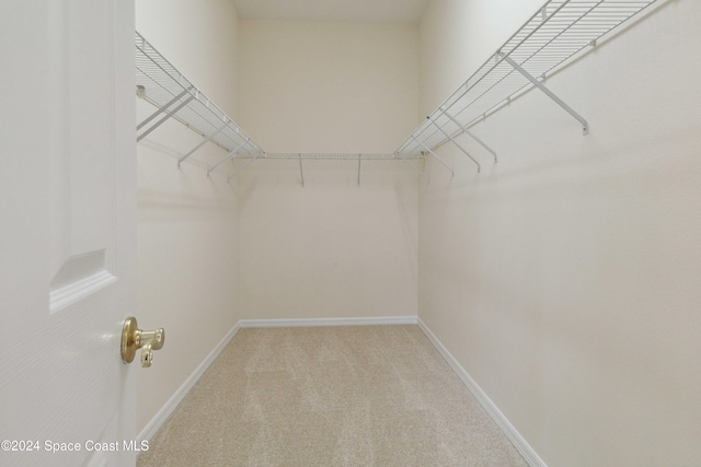 walk in closet with carpet flooring