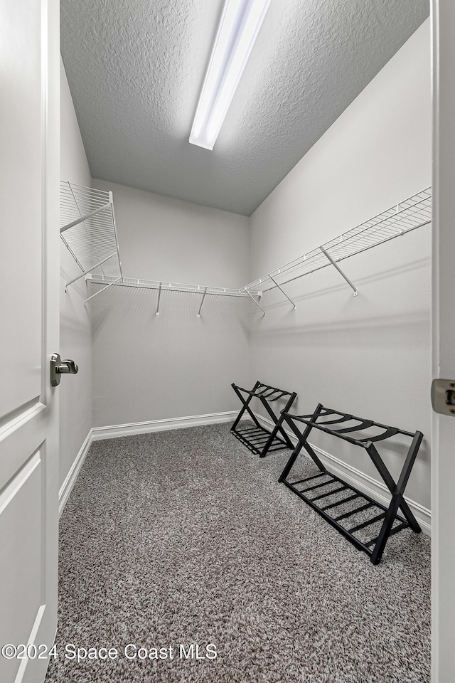 spacious closet featuring carpet