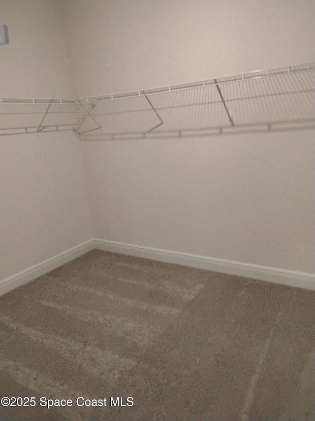 walk in closet featuring carpet