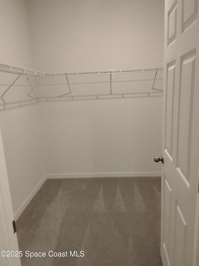 walk in closet featuring carpet floors