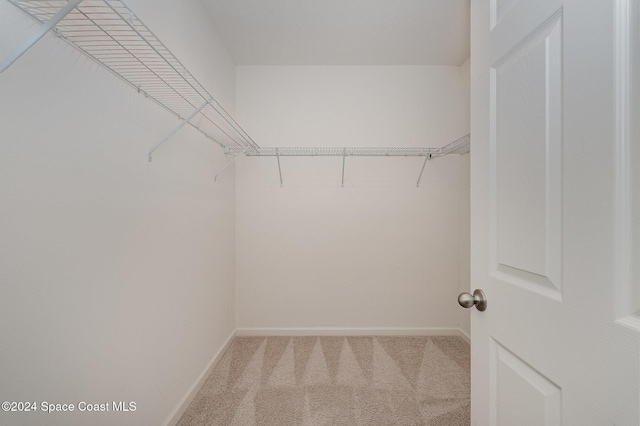 walk in closet with carpet flooring