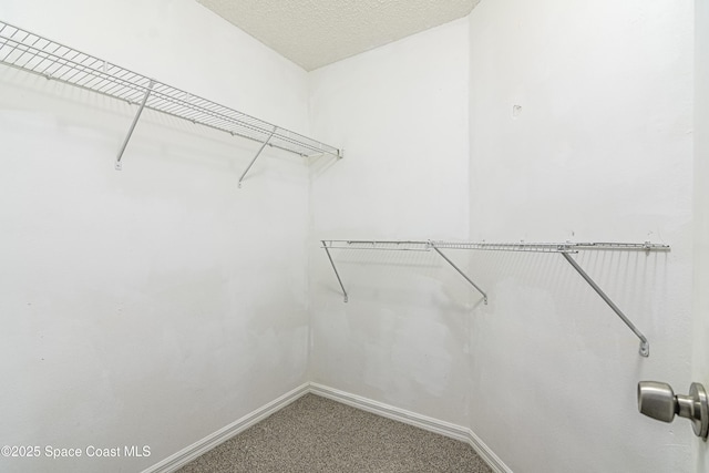 spacious closet featuring carpet flooring