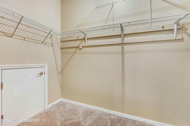 spacious closet featuring carpet flooring