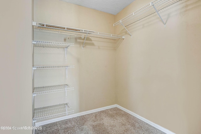 spacious closet featuring carpet floors